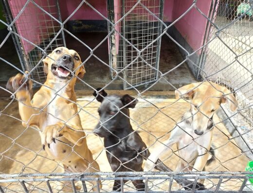 Dierenasiel Curacao
