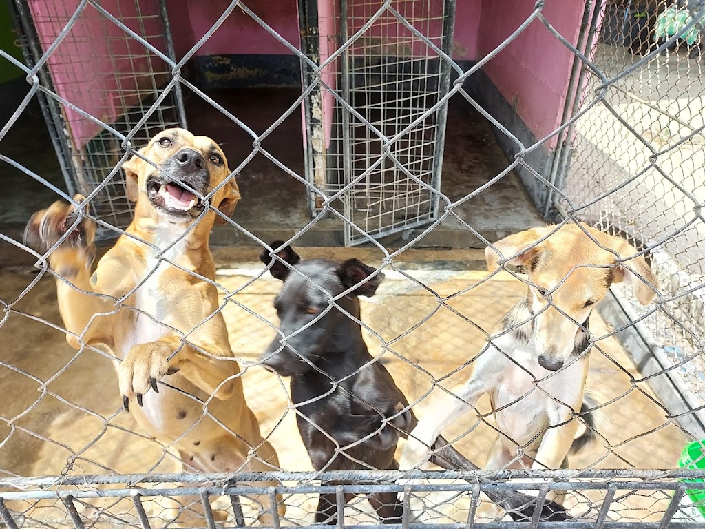 Dierenasiel Curacao