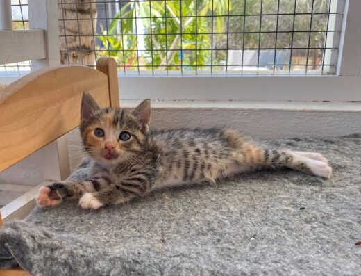 Kitten Rescue Curacao Foundation