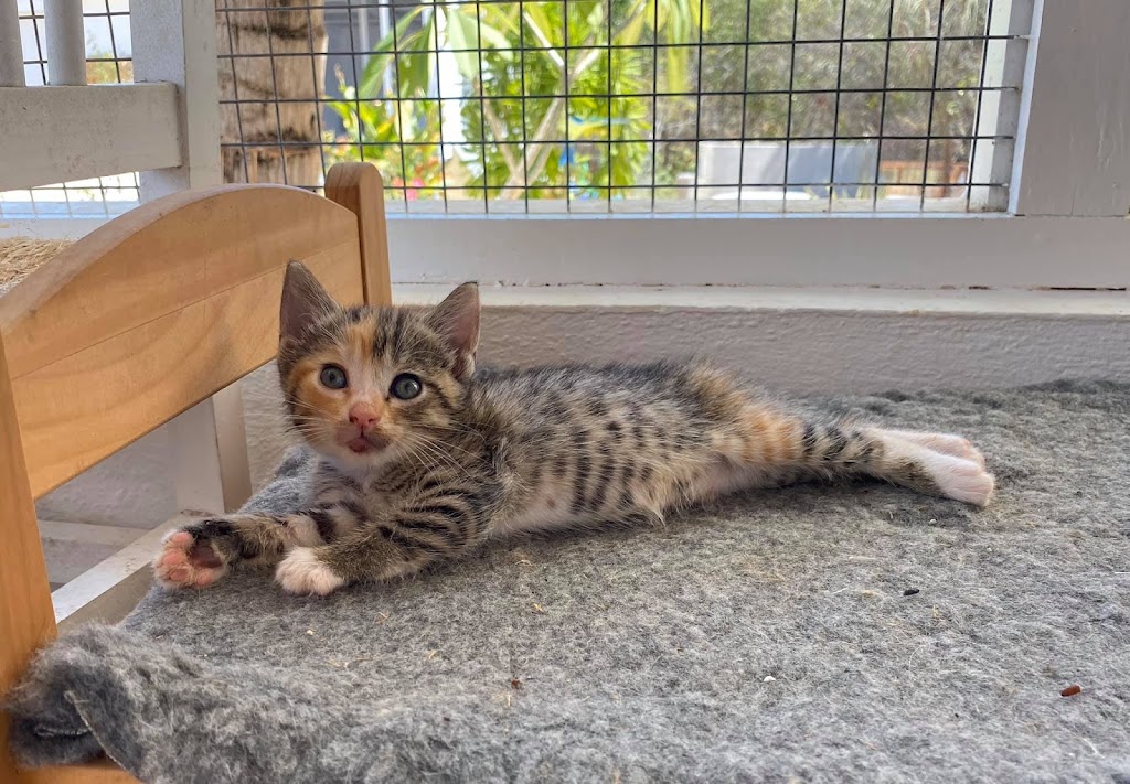 Kitten Rescue Curacao Foundation