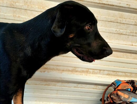 Rescue Paws Curaçao Dog Center