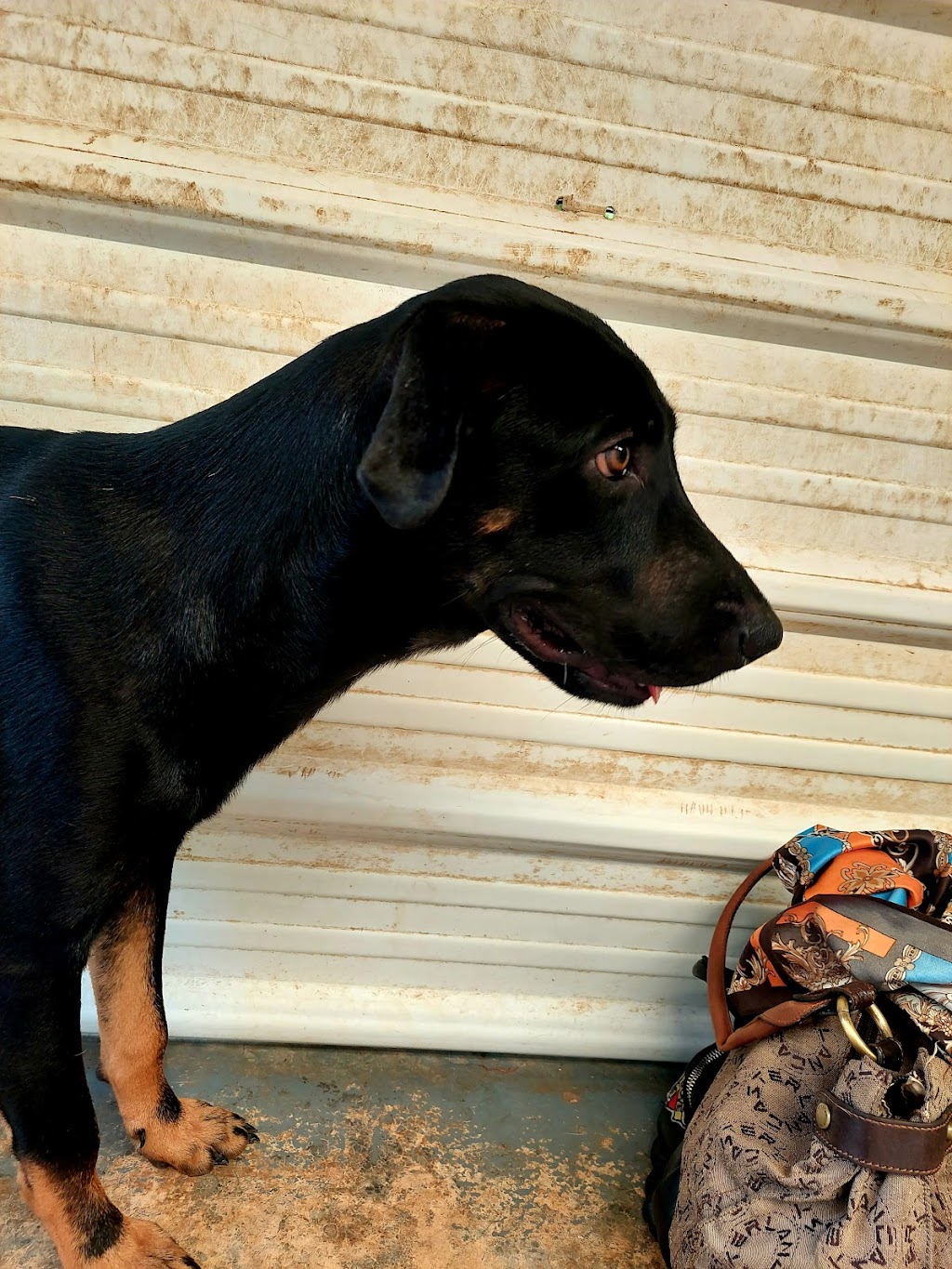 Rescue Paws Curaçao Dog Center