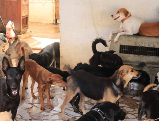 Animals are our Friends Foundation