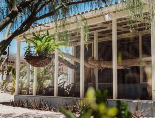 Cats Only Curacao – Luxury Cat Hotel