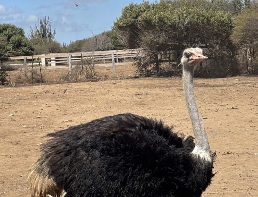 Curaçao Ostrich Farm