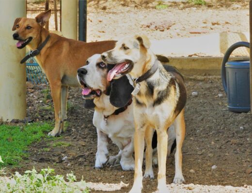 Renno Ranch