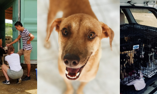 Stichting DOG Curacao