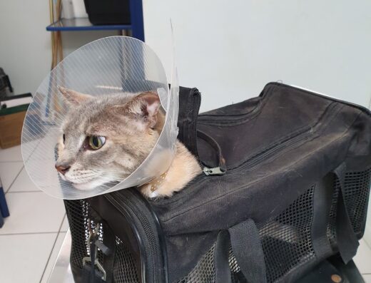 Veterinary Centers Curacao
