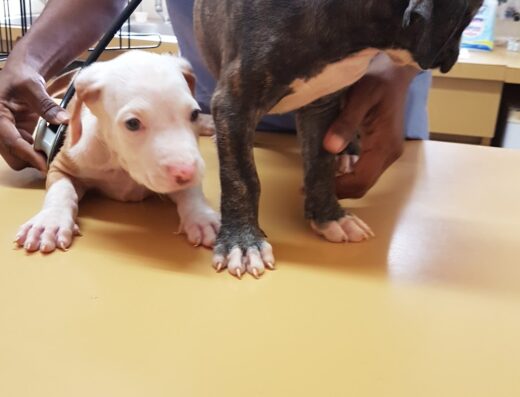 Veterinary Centers Curacao