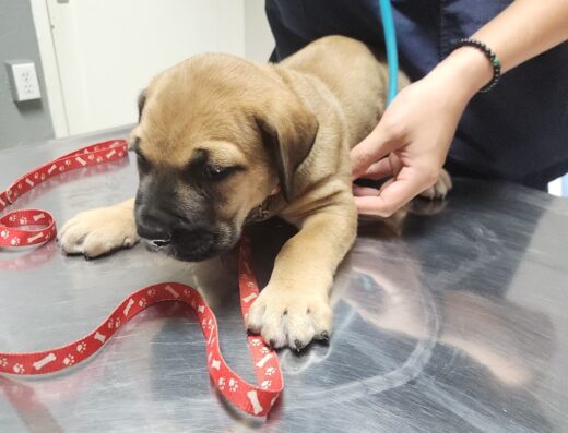 Veterinary Centers Curacao