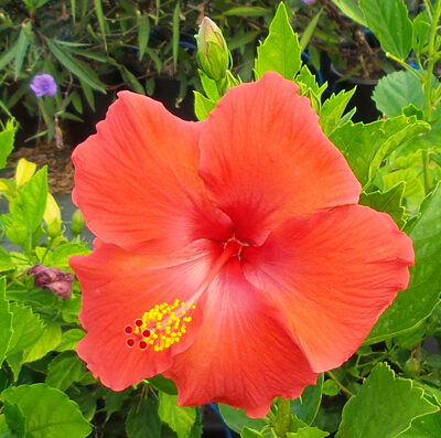 GR Gardens