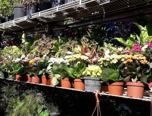 Hardin berdiflor