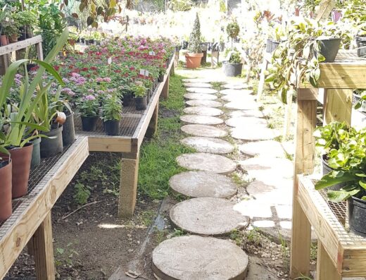 Tropical Garden