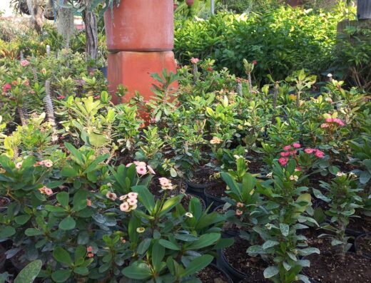 Unique and Exotic plants