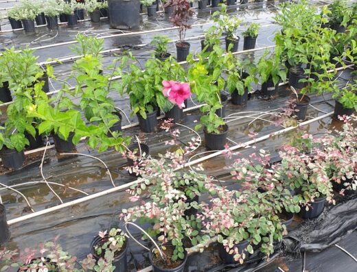 Vivians Nursery